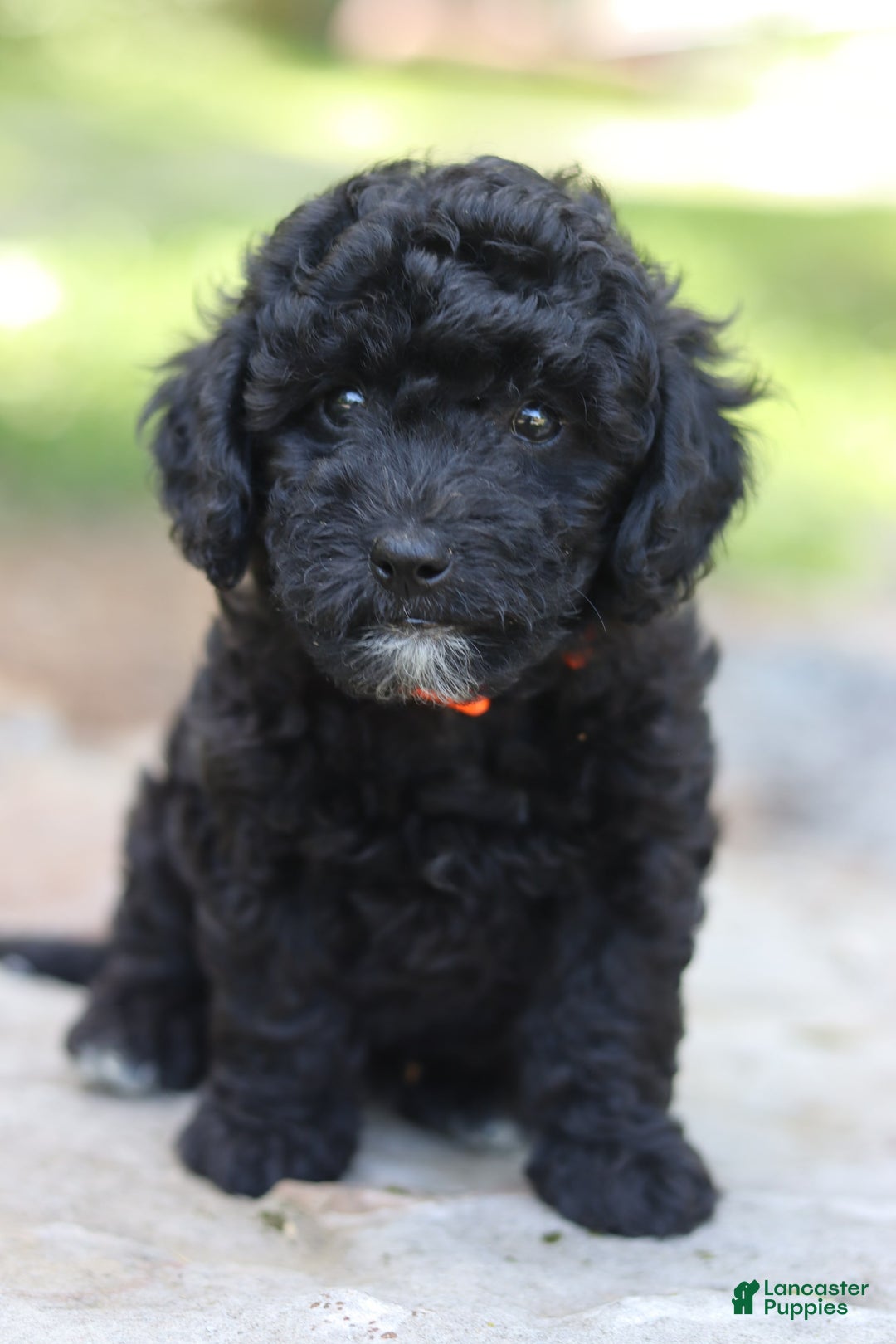 Miniature Poodle dogs for sale: Jax - Image 4