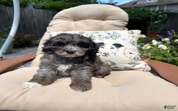 Mini Goldendoodle dogs for sale: Gus - Image 4