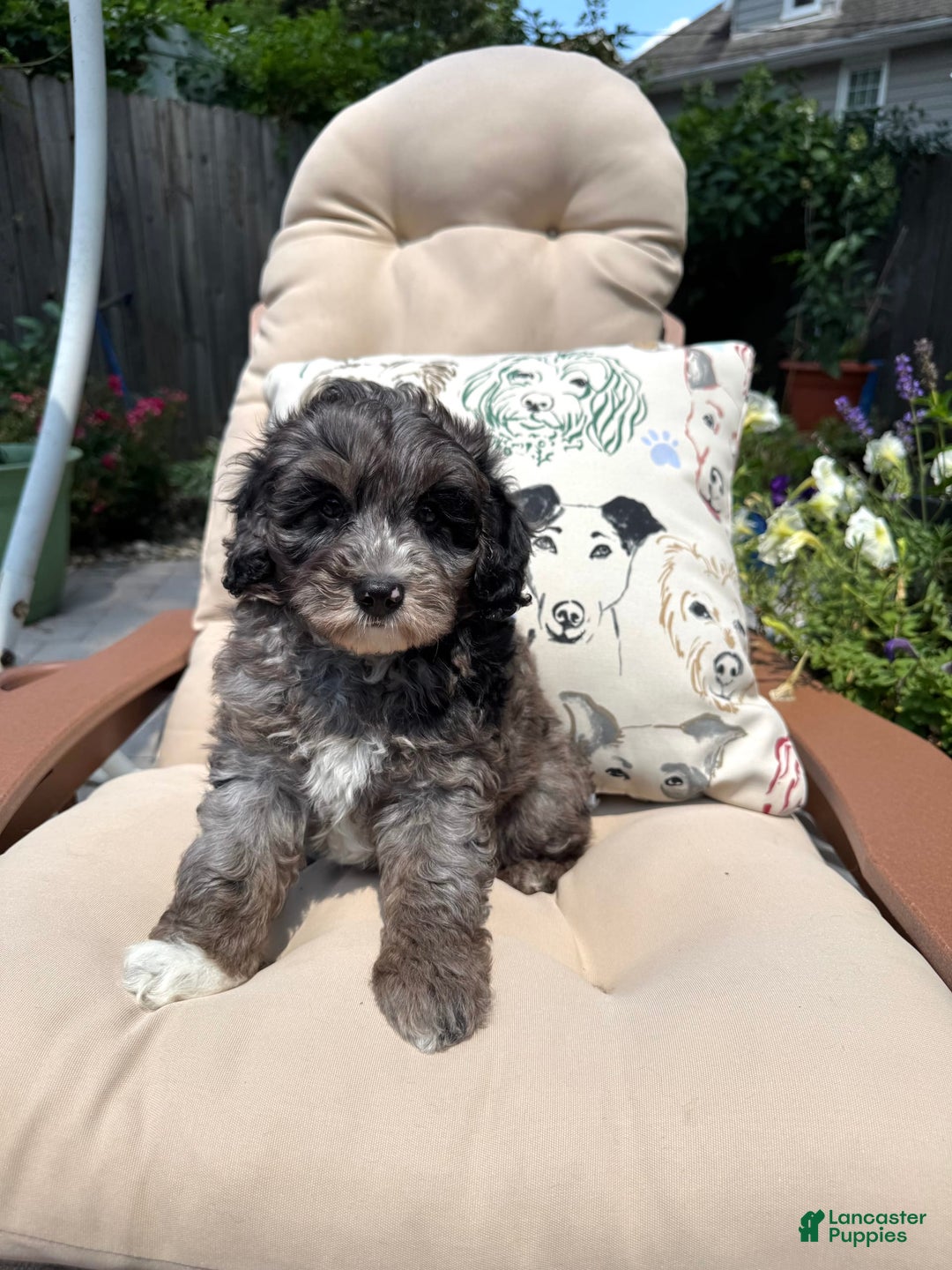 Mini Goldendoodle dogs for sale: Gus - Image 4
