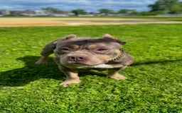 American Bully dogs for sale: Ryder - Image 13