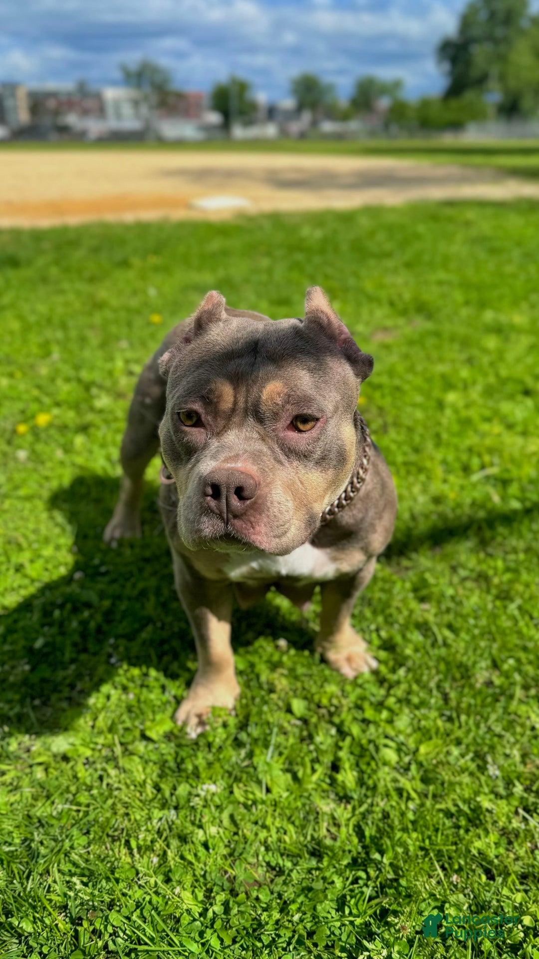 American Bully dogs for sale: Ryder - Image 13