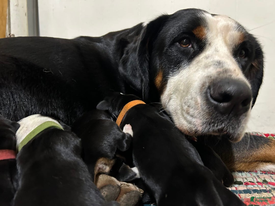 Greater Swiss Mountain Dog dogs for sale: Miss Purple - Image 8