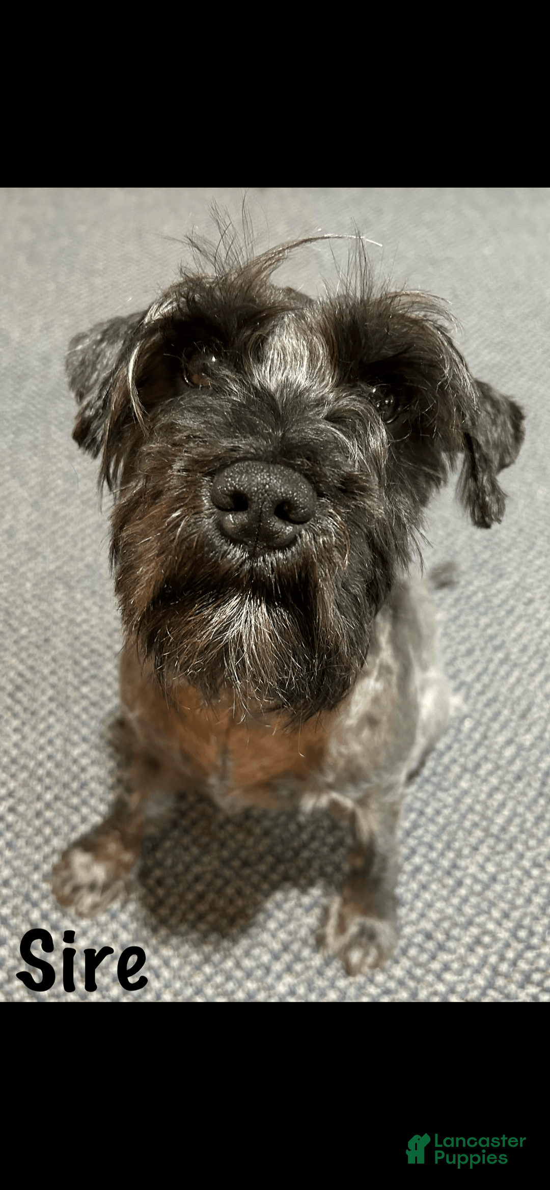 Miniature Schnauzer dogs for sale: Cooper - Image 13