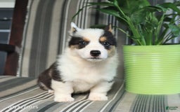 Welsh Corgi Pembroke dogs for sale: Tommy - Image 5