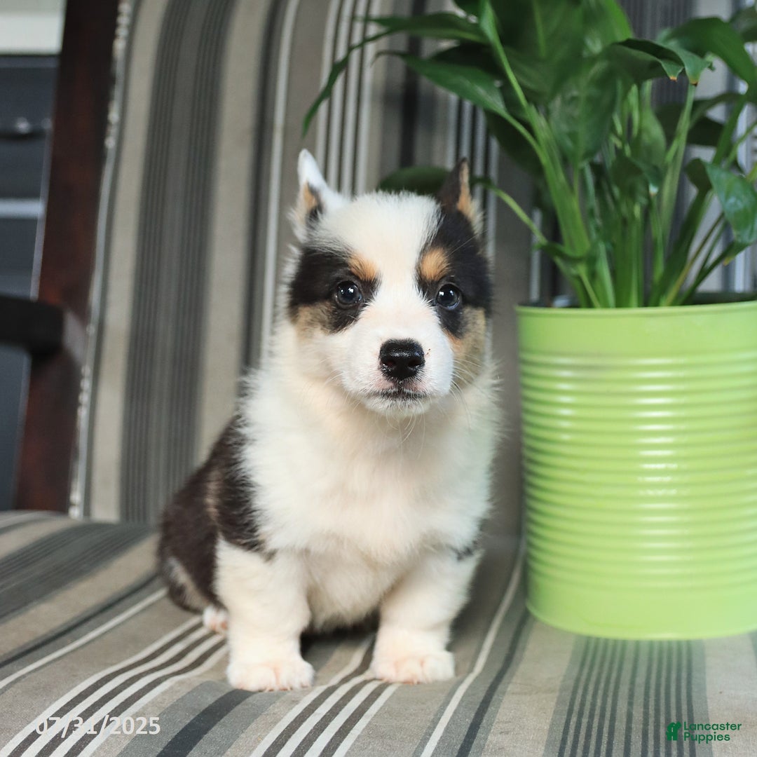 Welsh Corgi Pembroke dogs for sale: Tommy - Image 5