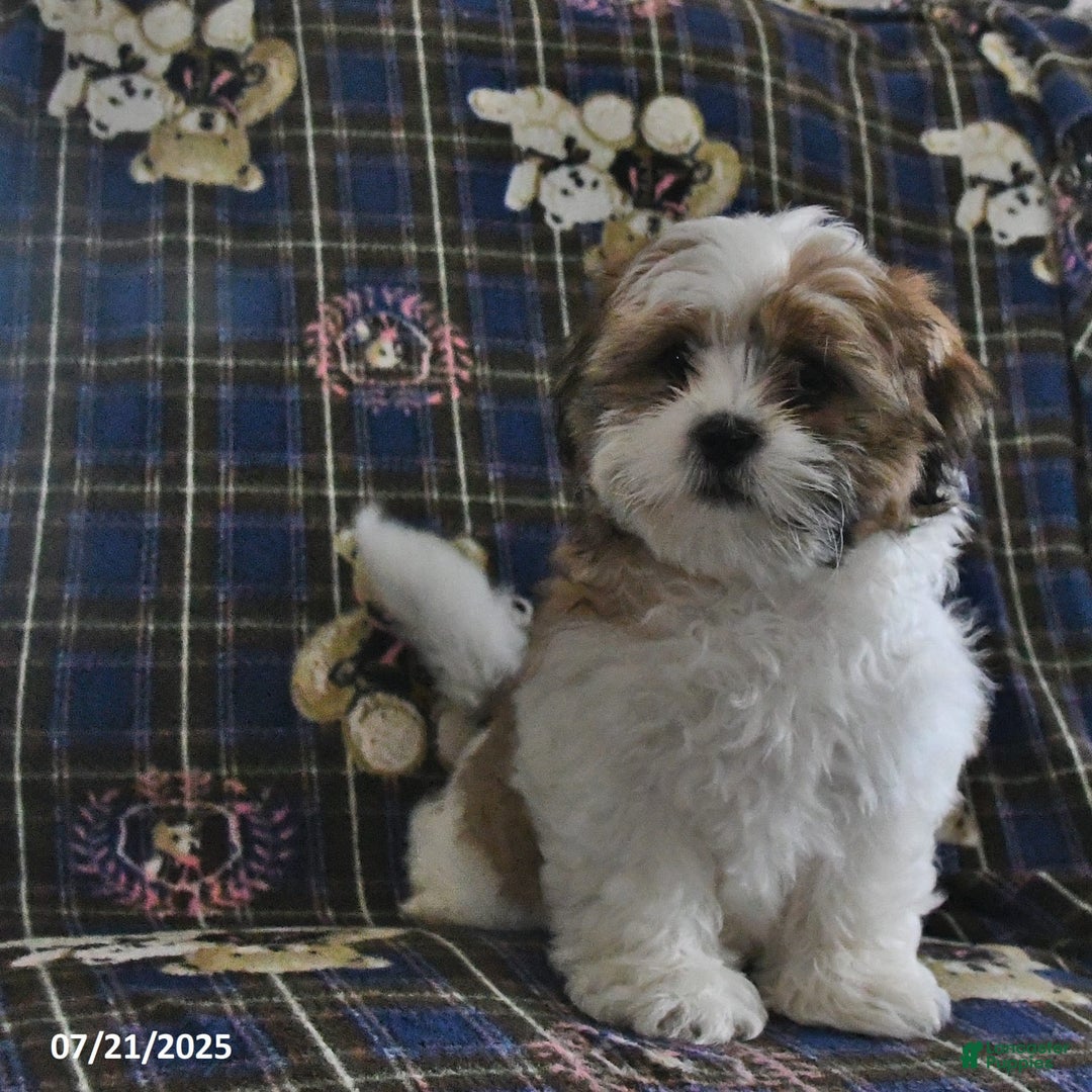 Shih Tzu dogs for sale: Bert - Image 5