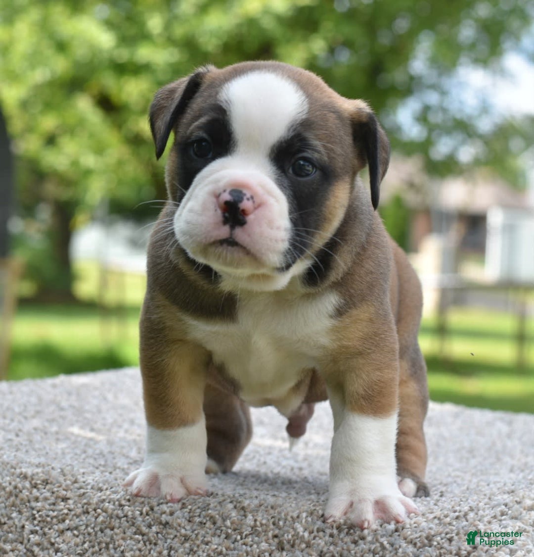 French Bulldog dogs for sale: Bentley mini bulldogge - Image 10
