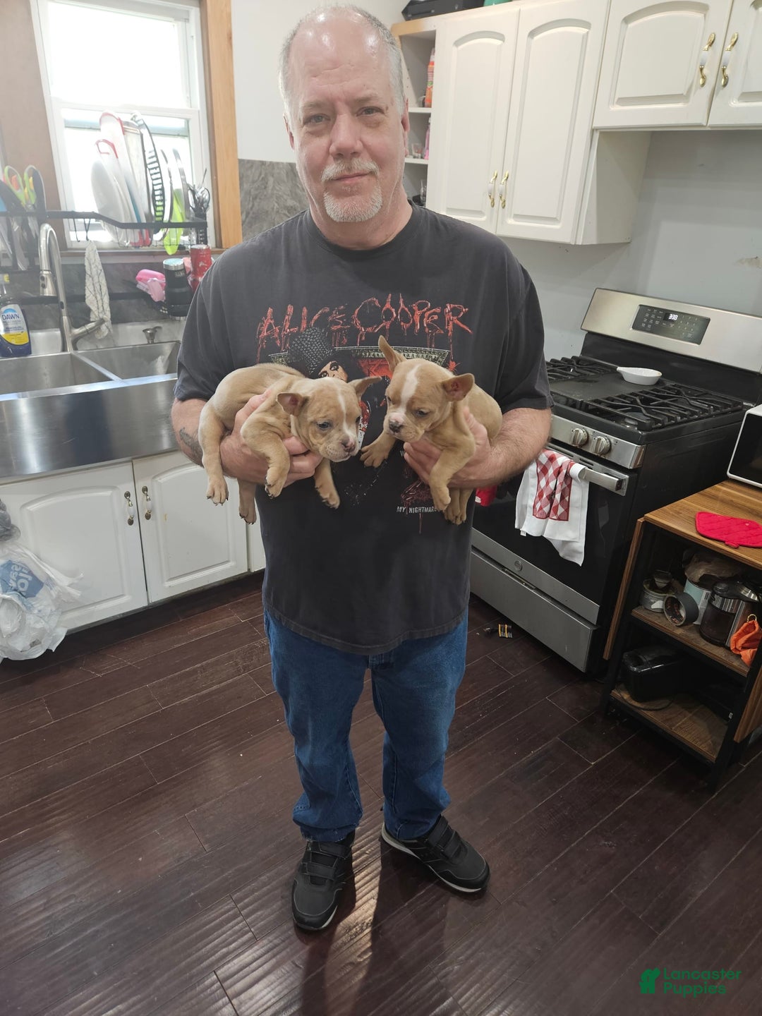 American Bully dogs for sale: France - Image 8