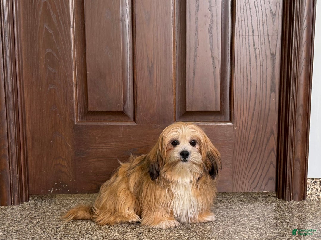 Lhasa Apso dogs for sale: Cora - Image 9