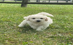 Bichon Frise dogs for sale: Blu - Image 1
