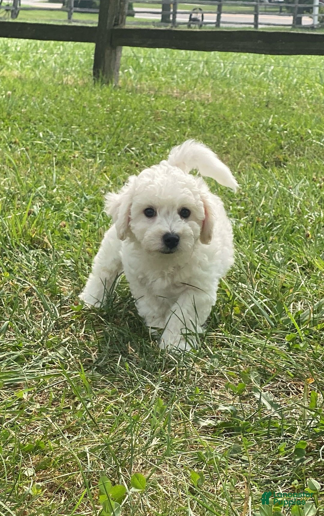 Bichon Frise dogs for sale: Blu - Image 1