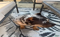 American Bully dogs for sale: Cash - Image 6