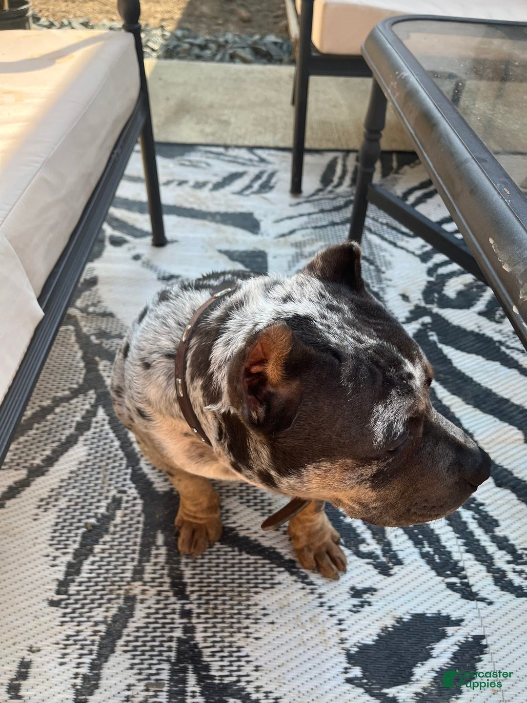 American Bully dogs for sale: Cash - Image 6