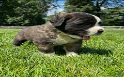 Saint Bernard dogs for sale: Brigit - Image 3