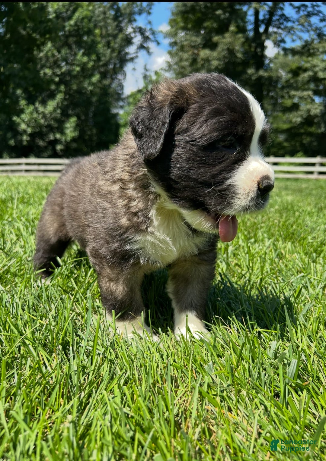 Saint Bernard dogs for sale: Brigit - Image 3