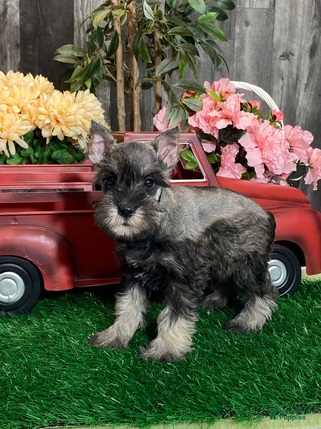 Miniature Schnauzer dogs for sale: Katie - Image 3
