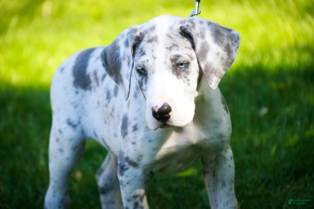 Great Dane dogs for sale: Joujou - Image 2