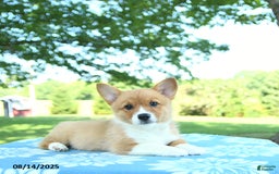Welsh Corgi Pembroke dogs for sale: Mable - Image 1
