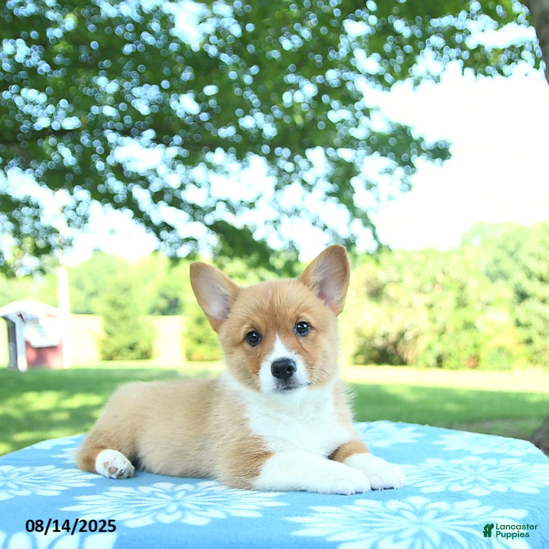 Welsh Corgi Pembroke dogs for sale: Mable - Image 1