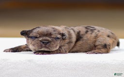 Frenchton dogs for sale: Bandit - Image 4