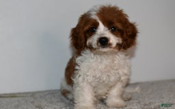 Cavapoo dogs for sale: Callie - Image 12