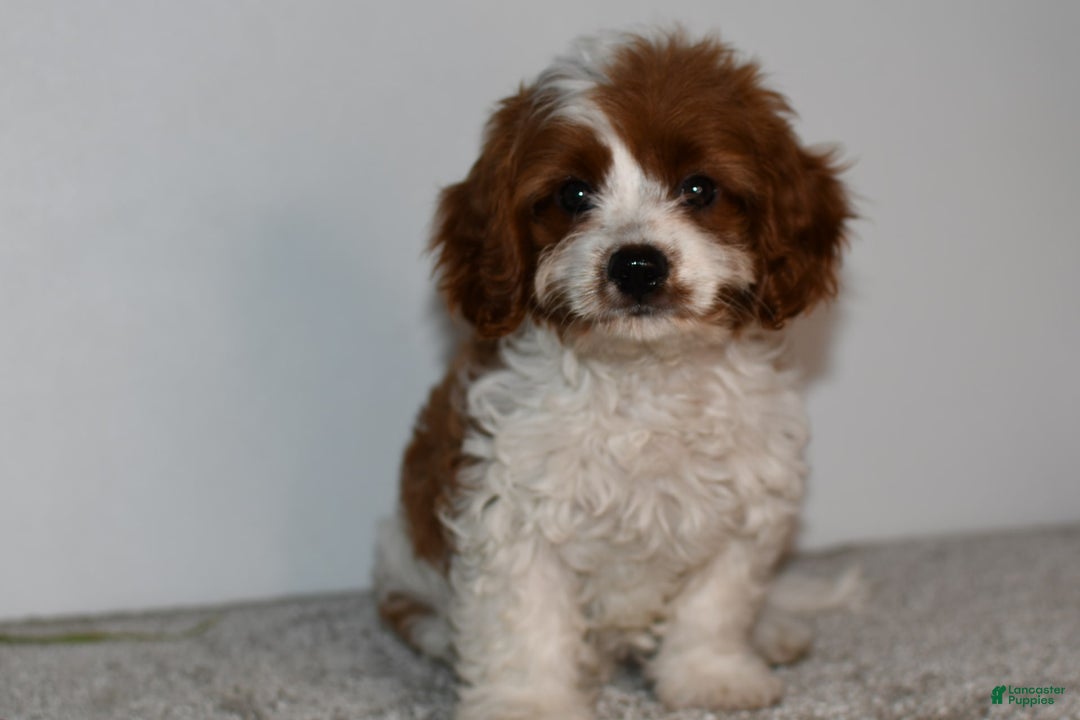 Cavapoo dogs for sale: Callie - Image 12