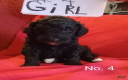 Standard Poodle dogs for sale: Wednesday - Image 1