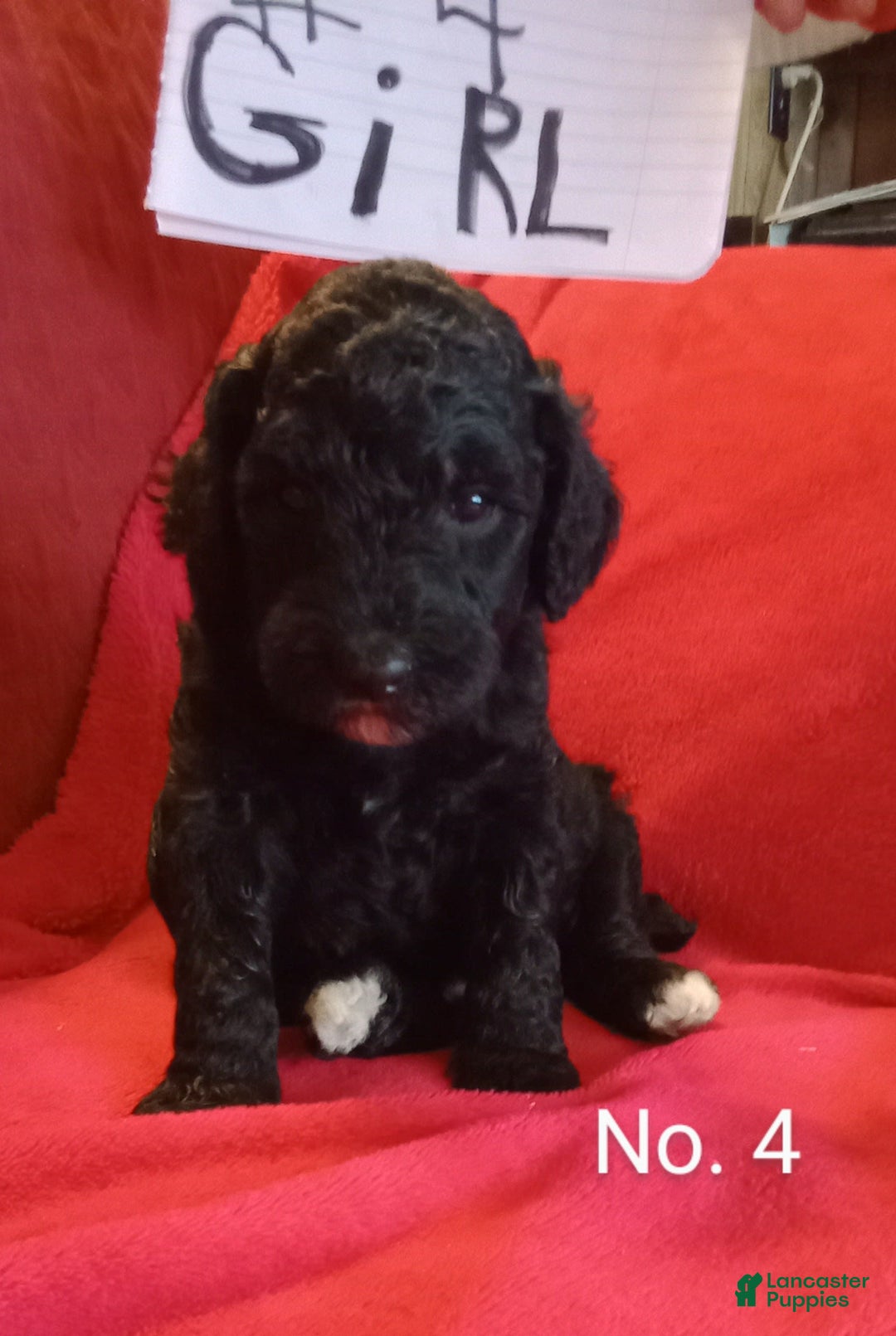 Standard Poodle dogs for sale: Wednesday - Image 1