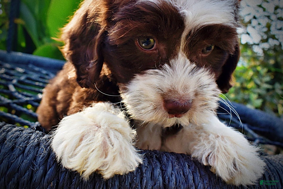 Havapoo dogs for sale: Juliet - Image 14