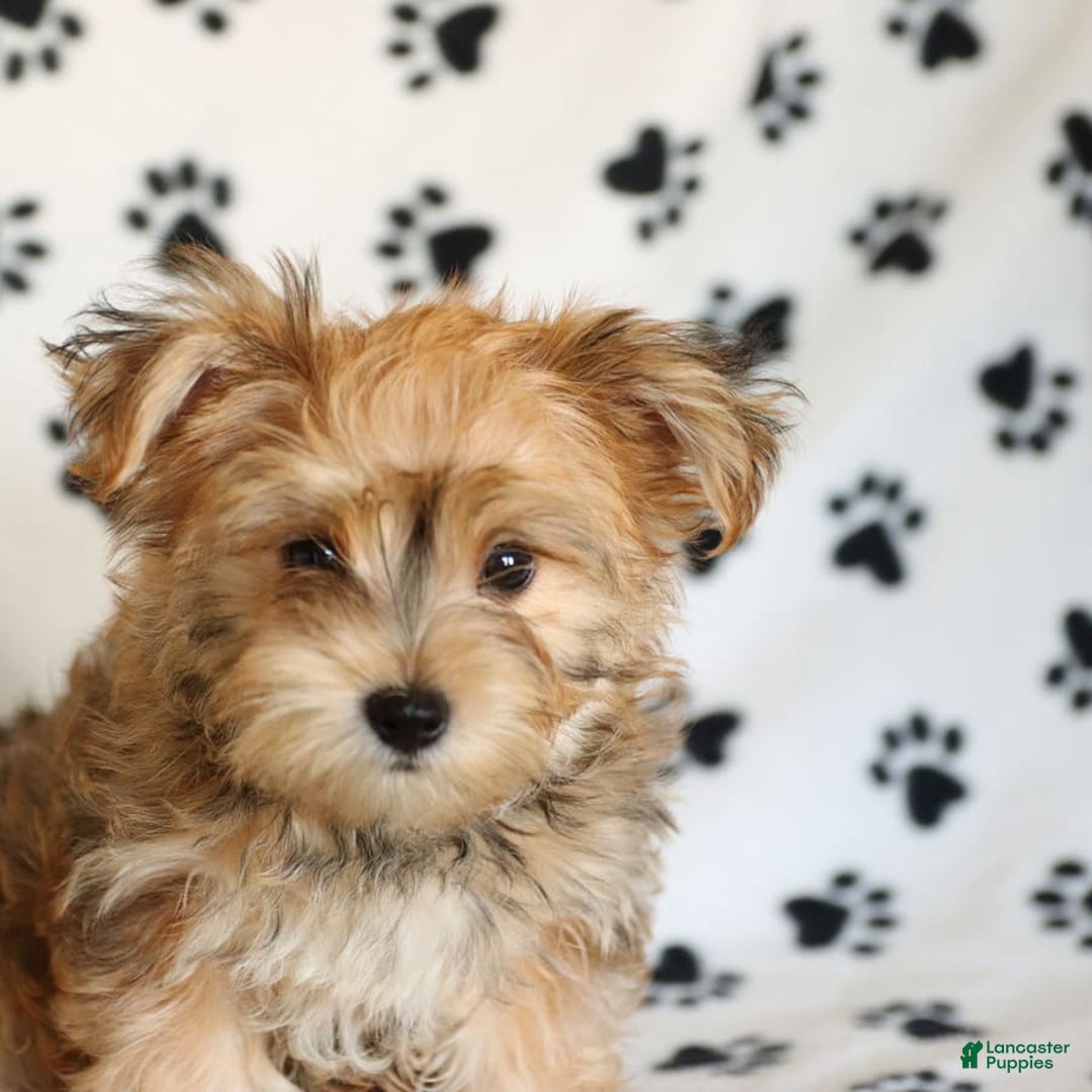Morkie dogs for sale: Murphy - Image 15