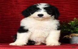 Sheepadoodle dogs for sale: Diesel - Image 8