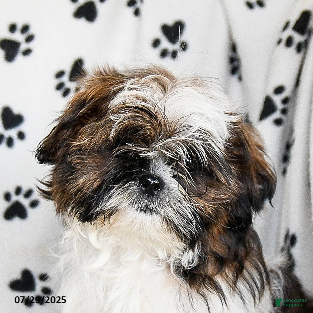 Shih Tzu dogs for sale: Everest - Image 6
