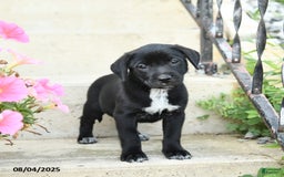Jack Russell Terrier dogs for sale: Lily - Image 3