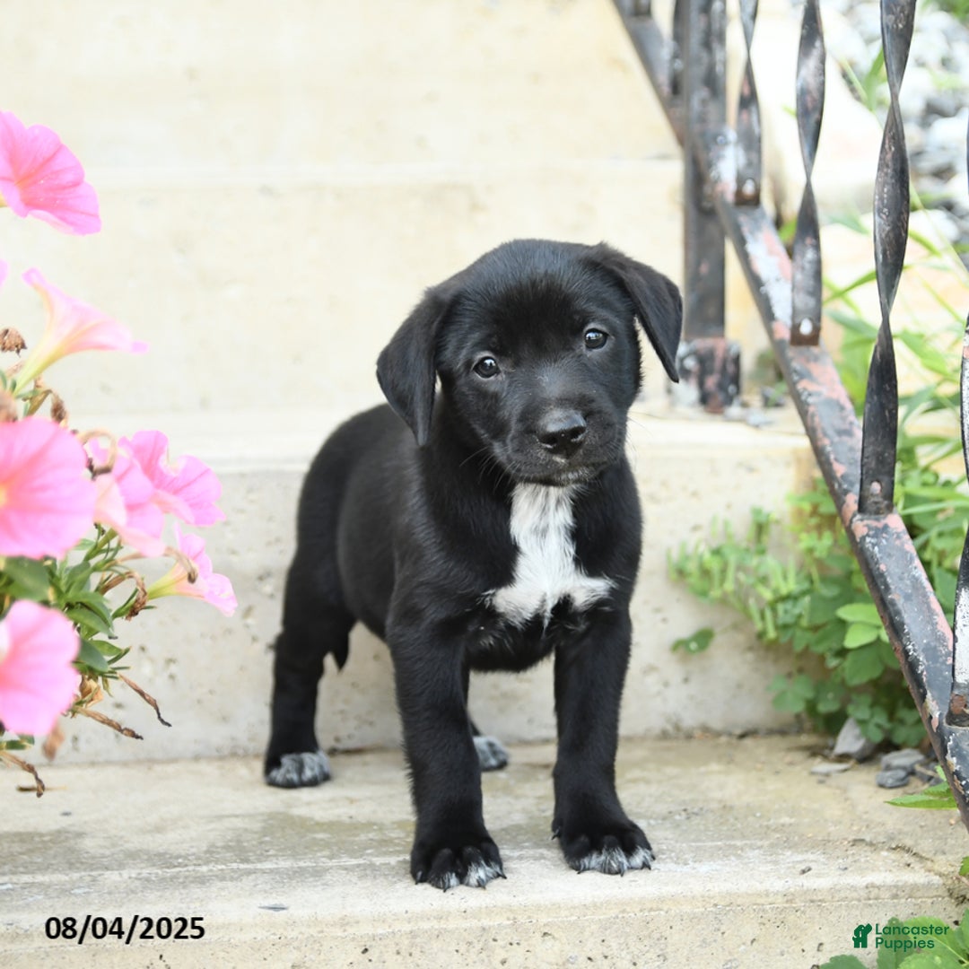 Jack Russell Terrier dogs for sale: Lily - Image 3