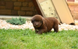 Newfoundland dogs for sale: Bella - Image 4