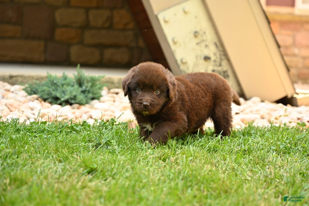 Newfoundland dogs for sale: Bella - Image 4