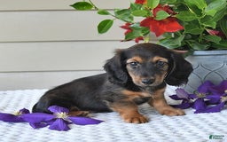 Miniature Dachshund dogs for sale: Laudon - Image 14