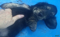 Dachshund dogs for sale: Benji - Image 2