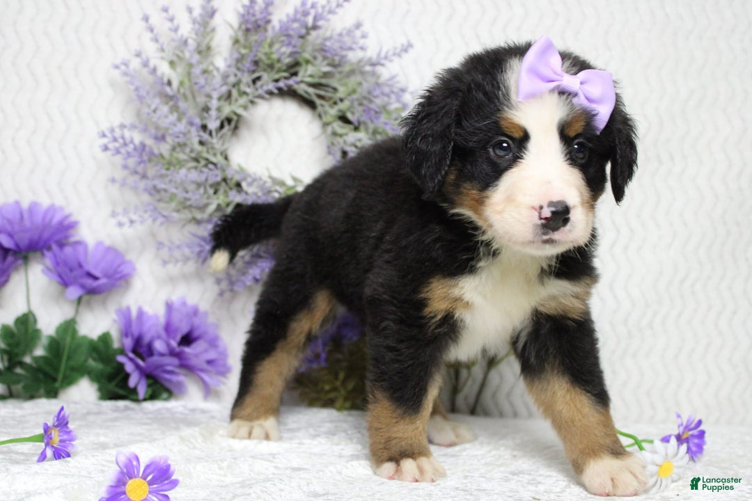 Bernese Mountain Dog dogs for sale: Pebbles - Image 23