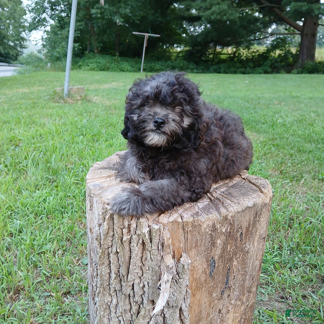 Shihpoo dogs for sale: Chucky - Image 9