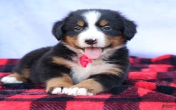 Bernese Mountain Dog dogs for sale: Sweetheart - Image 23