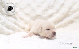 Cane Corso dogs for sale: "caesar" - Image 5
