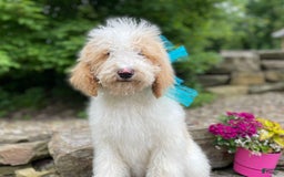 Standard Poodle dogs for sale: Gus - Image 23