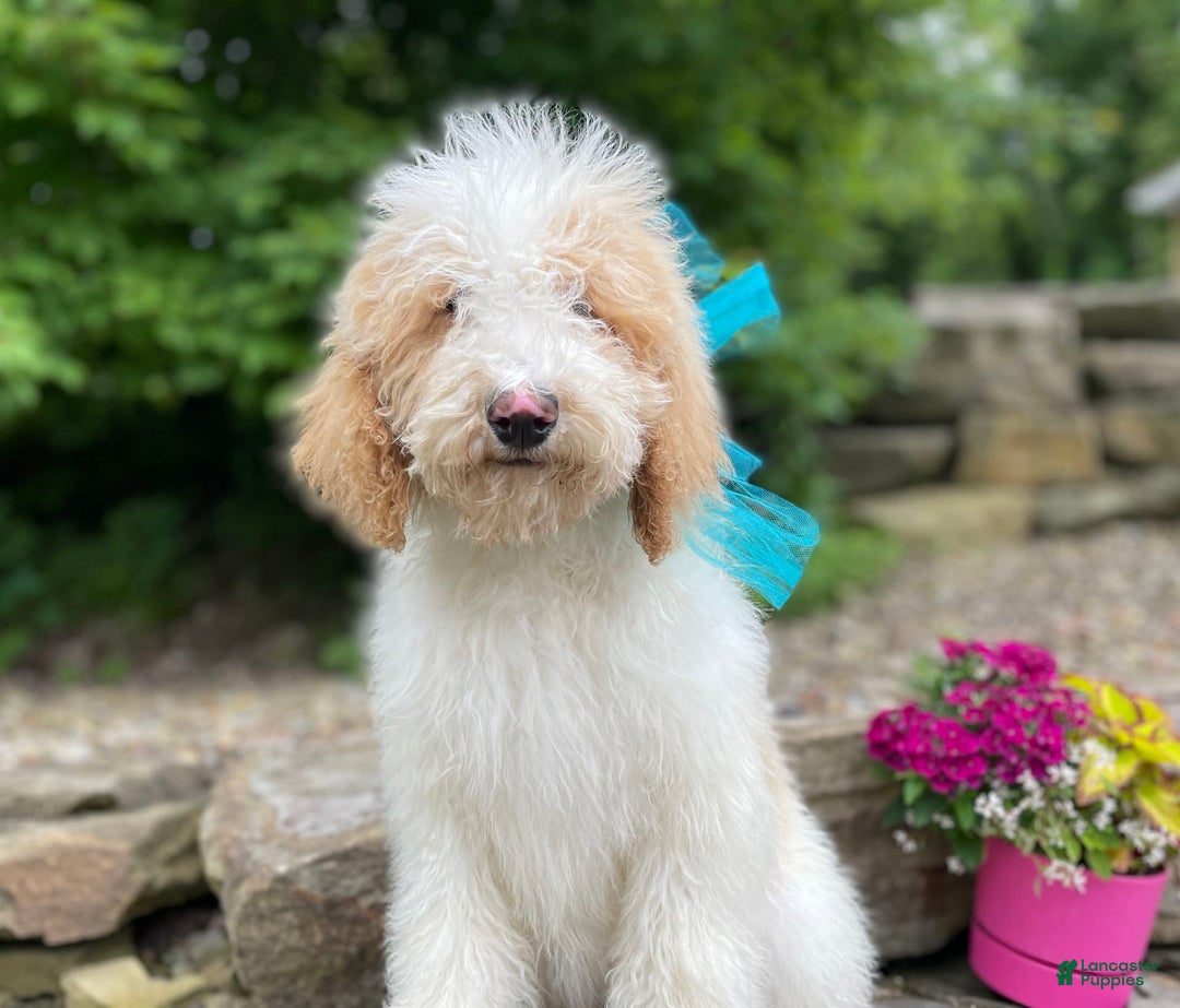 Standard Poodle dogs for sale: Gus - Image 23