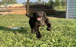 Central Asian Shepherd dogs for sale: angel - Image 1