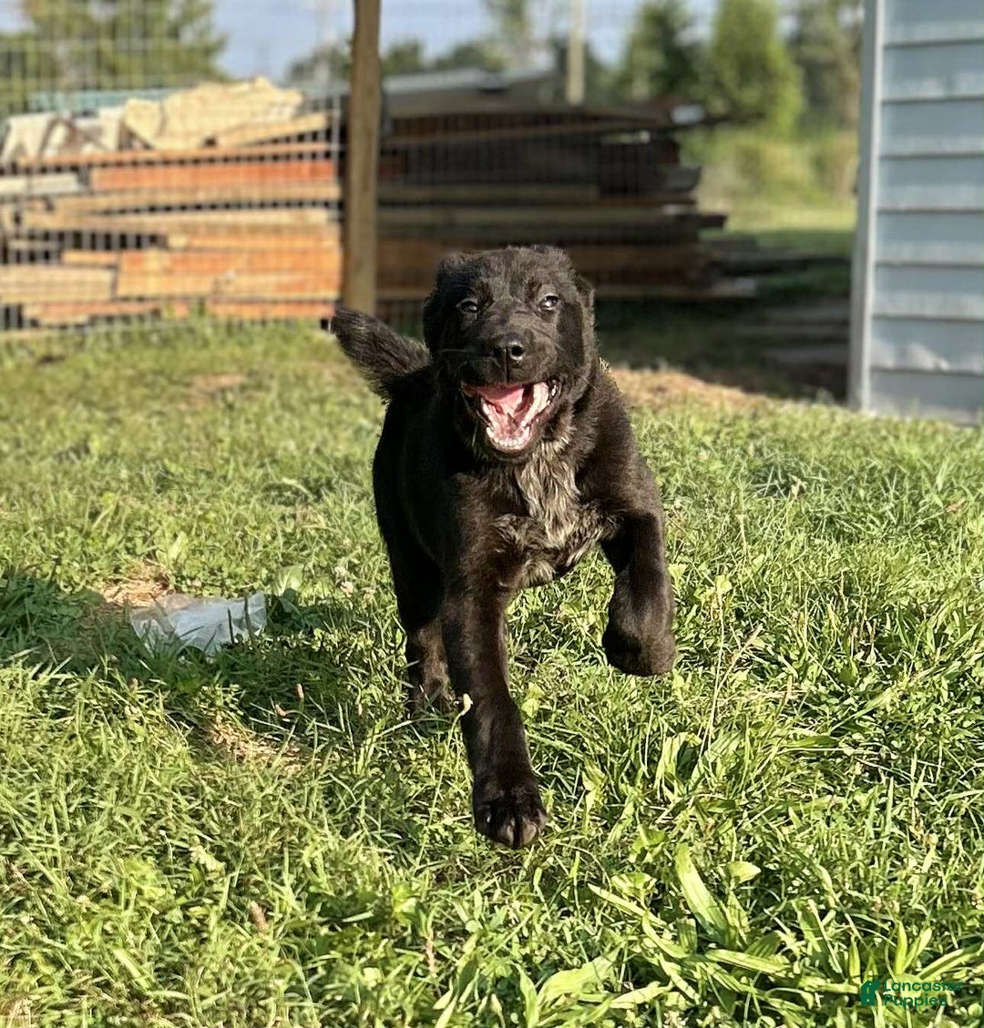 Central Asian Shepherd dogs for sale: angel - Image 1