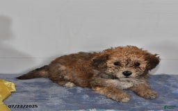 Bichpoo dogs for sale: Buster Brown - Image 2