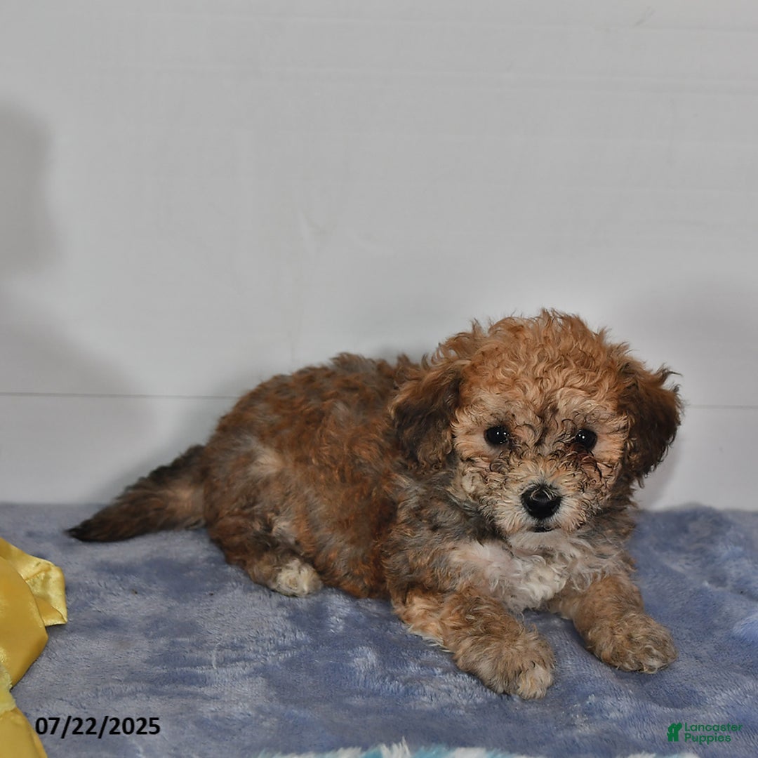 Bichpoo dogs for sale: Buster Brown - Image 2