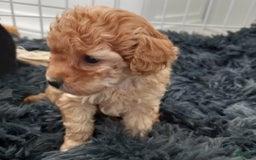 Maltipoo dogs for sale: Rachel - Image 8