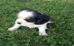 Cockalier dogs for sale: Champion - Image 1